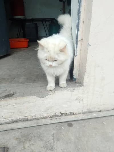 Persian cat for sale