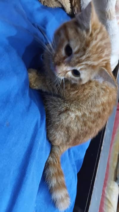 Ginger color double coated male Persian cate