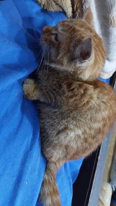 Ginger color double coated male Persian cate
