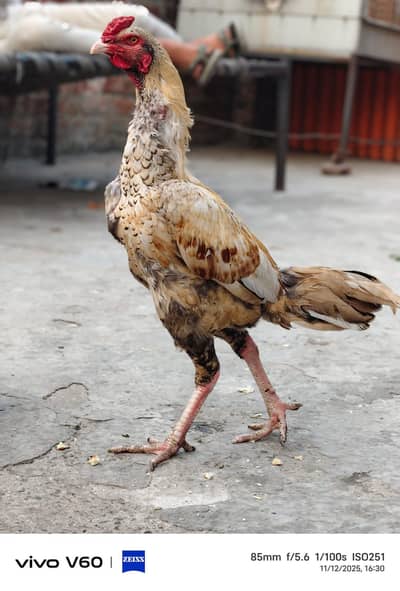 aseel murga for sale