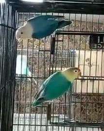 Breeder Setup for Sale