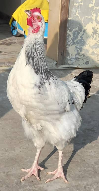 Light Susex Heritage