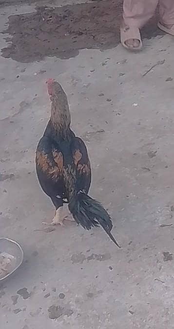 peela muska for sale