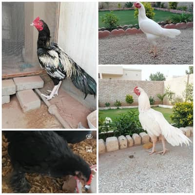 Aseel | Desi | Fancy available in G-9/4