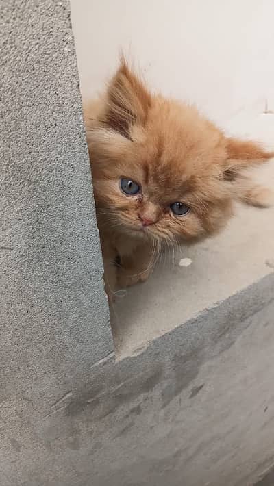 Persian kittens