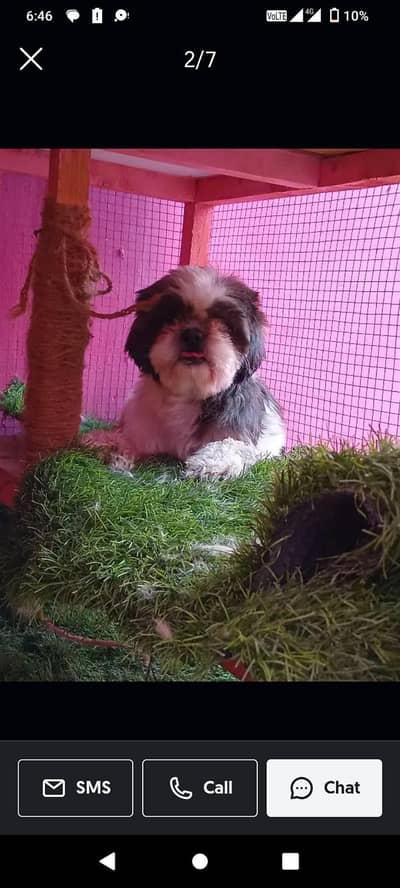 shitzu/Shihtzu male for sale