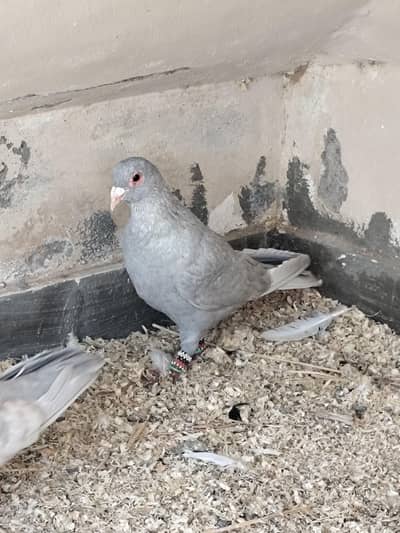 Mena breeder Pair Available