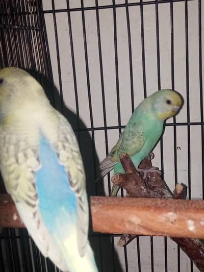 Sprangle Rainbow Budgiee Pair