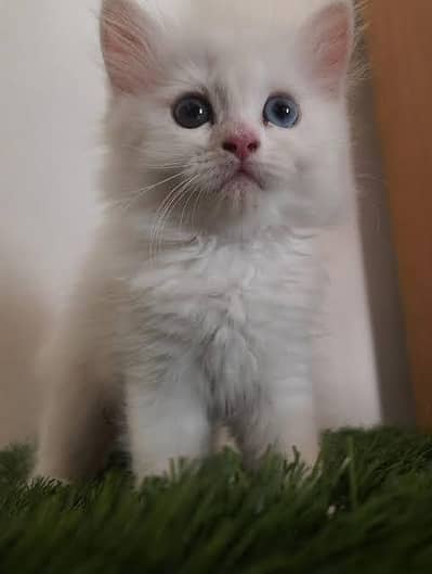 Double eye color kitten