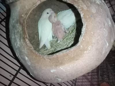 Breeder pair albino parblue decino green opline
