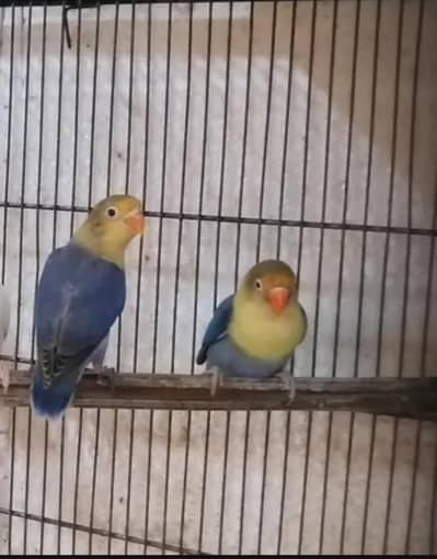 for sale chowk kumharanwala final RS. 2200