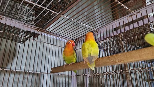 HIGH QUALITY LOVE BIRD PAIRS