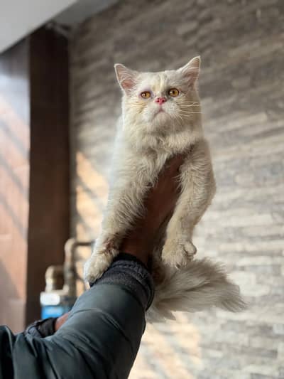 sami punch stud male