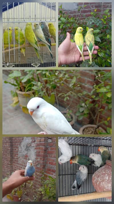 astrallian birds// love birds