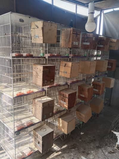 Birds Cages