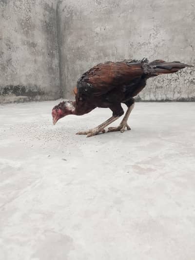 Shamo × Thai Cross Hen – 1 year old