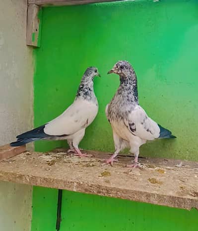 Piplan wale Kajol & Anmol