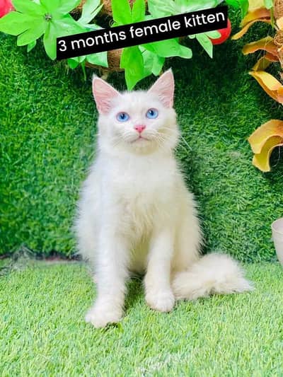 all kitten available