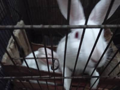 Rabbits pair for sale