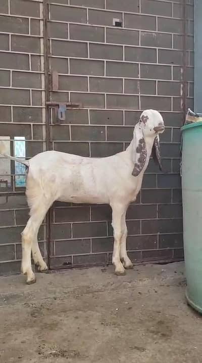 Makhi Cheni Top Quality kheeri Path