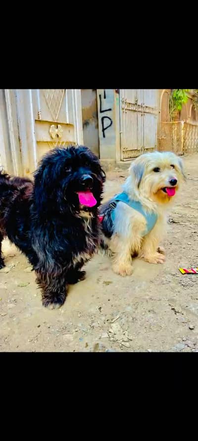 Yorkshire terrier (PAIR)