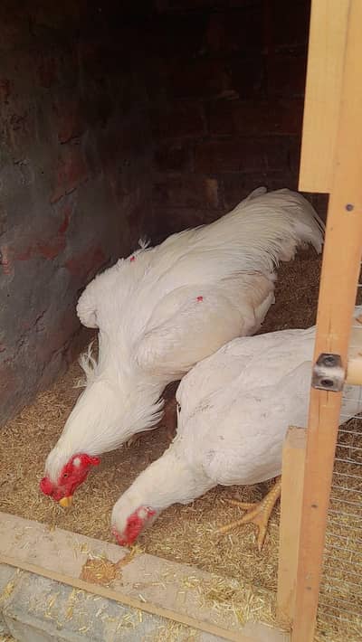 pure white aseel shamoo