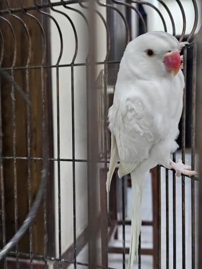 white parrot for sale
