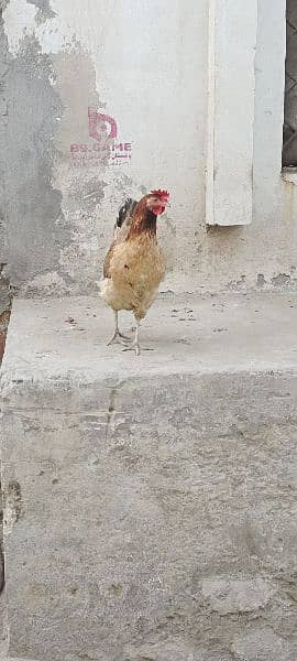 Mashallah beautiful pair for sell murgiyan andy da rhi han