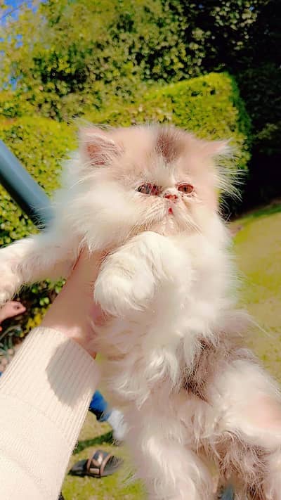 Peki/peke Persian kitten