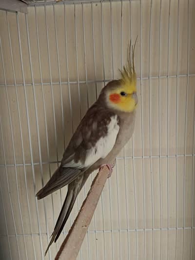 Exhibition grey male cocktail