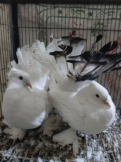 Lucky beautiful pair