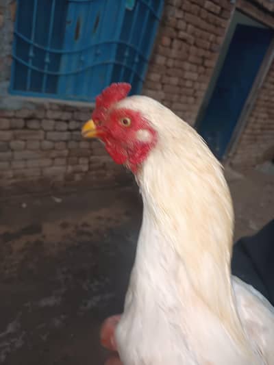 Pure Aseel Tayyar Pathy Available