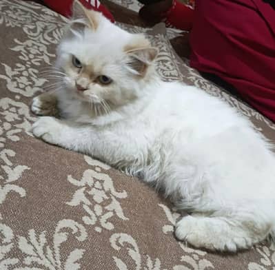 Persian male kitten