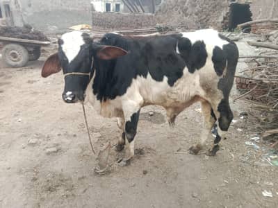 paka kheera vachha for sell Desi cholistni nasaldesi cholistni nasal v