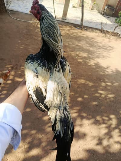 argent sale only seriousl buyer rabta kry  full health h