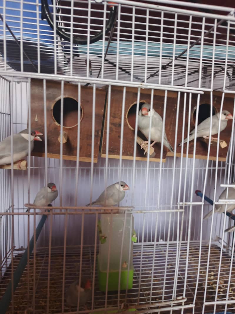 Silver Java, Grey Java 0