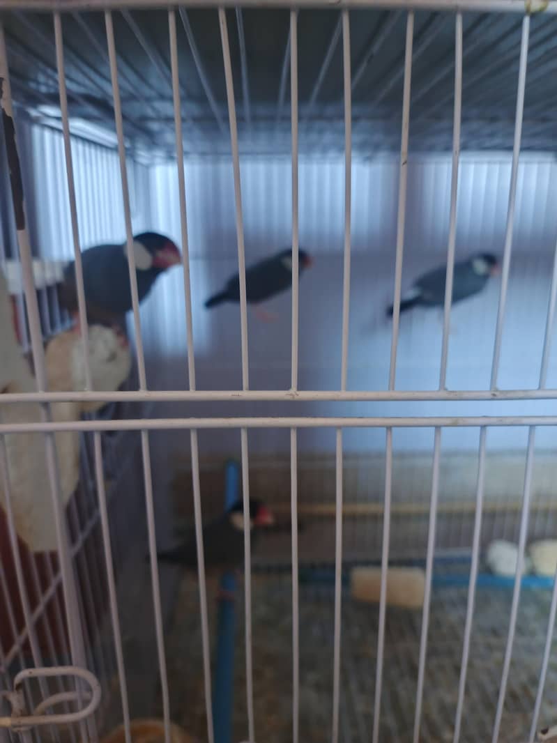 Silver Java, Grey Java 1