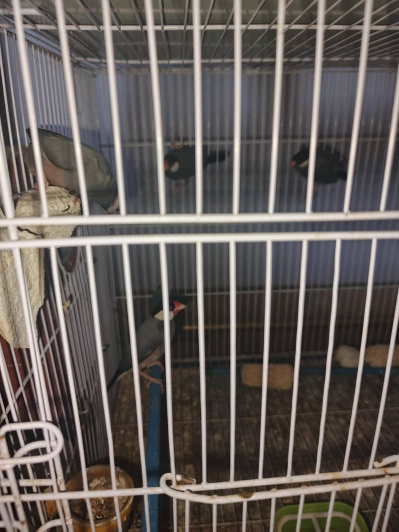 Silver Java, Grey Java 2