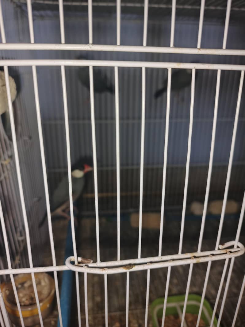 Silver Java, Grey Java 3