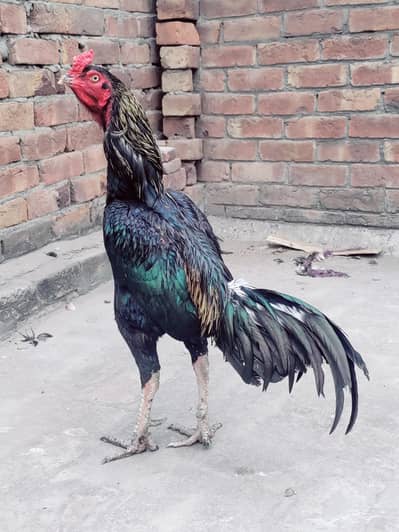 thai plus pokoya aseel hen