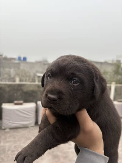 Labrador puppy