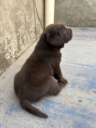 British Labrador puppy