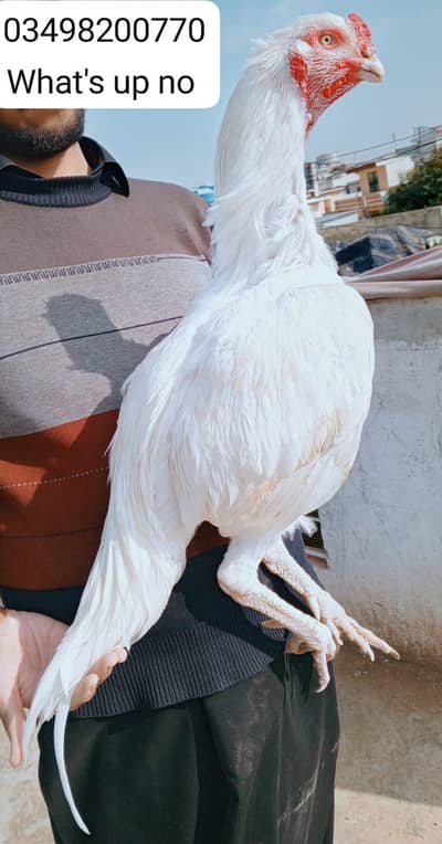 aseel murga Heera 03498200770