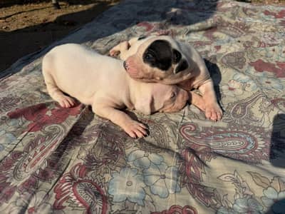 Bully Puppies for sell