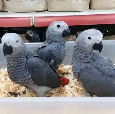 African grey parrot chik 03084102973