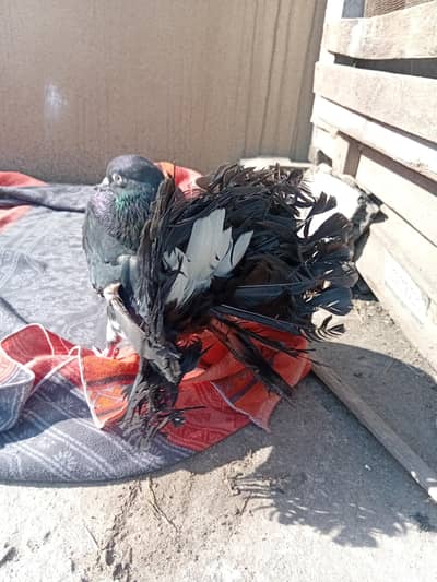 fantail pigeon pair for sale