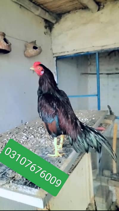 Amroha bloodline/Zero Size Aseel/Aseel murga Mianwali