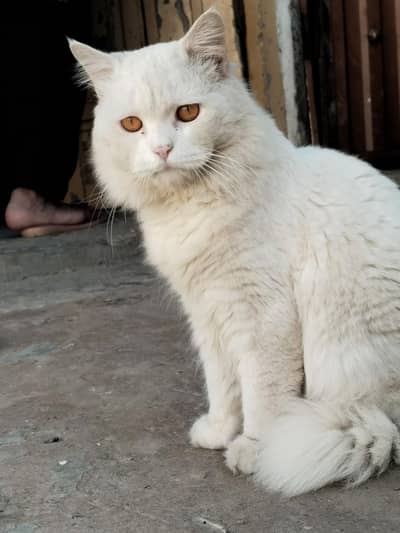 Persian white male cat