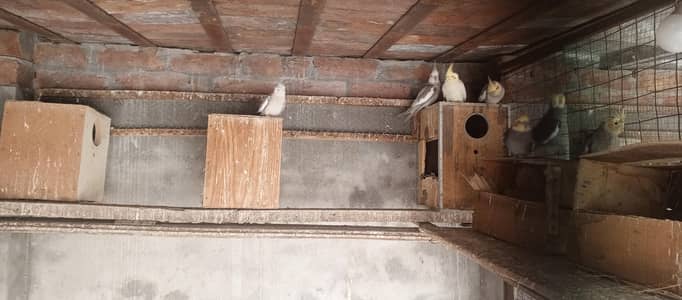 Cocktail Parrots - Active Birds  - 7 Birds