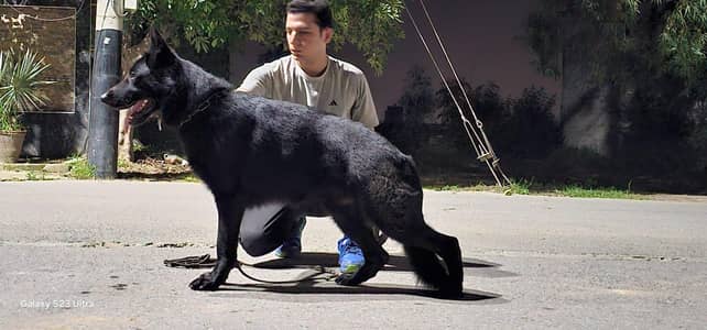 only serious buyer contact with me